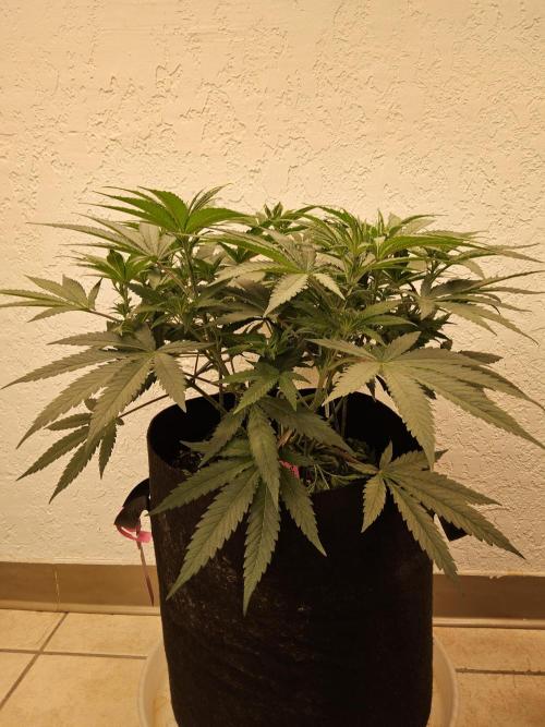 Grape Glacier. Week 5