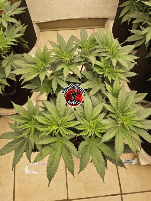 Seedsman Blood. Week 6