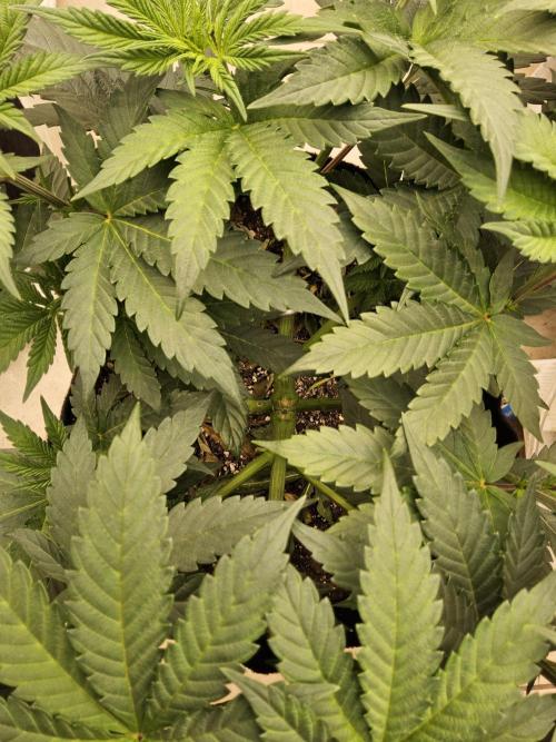 Seedsman Blood. Week 6