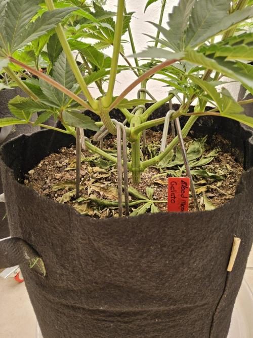 Seedsman Blood. Week 6