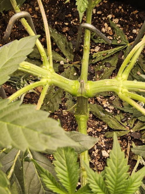 Seedsman Blood. Week 6