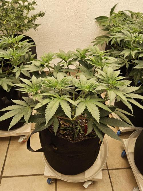 Seedsman Blood. Week 6