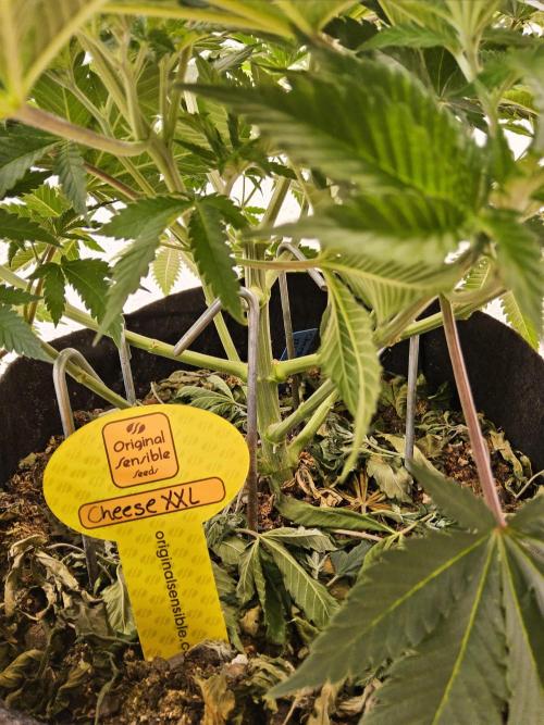 Original XXL. Week 6