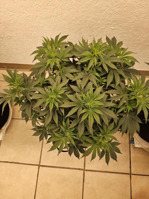 Original XXL. Week 6