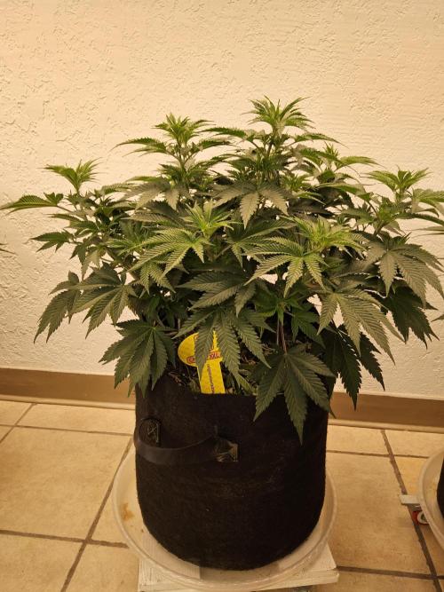 Original XXL. Week 6