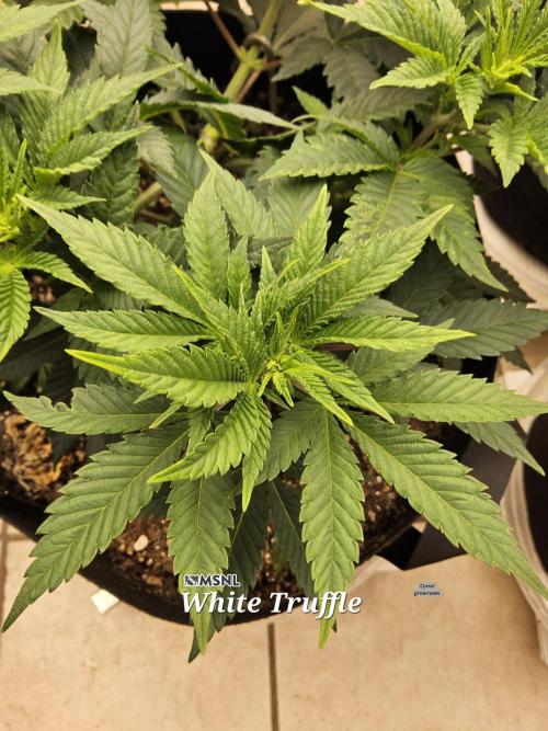 The Truffle of MSNL. Week 5