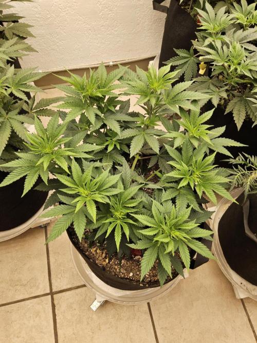 The Truffle of MSNL. Week 5