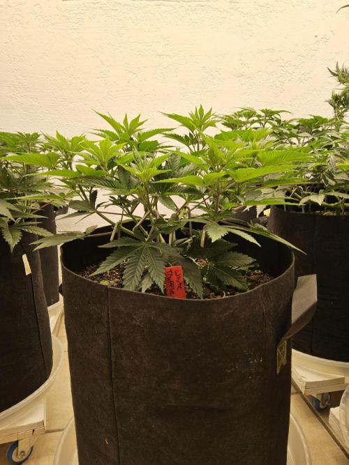 The Truffle of MSNL. Week 5