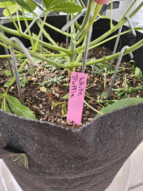 The Truffle of MSNL. Week 5