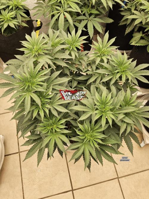 A Mafia Beast. Week 6