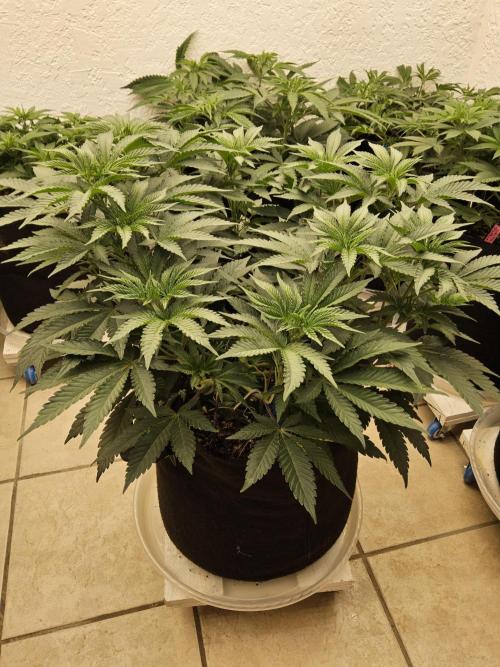 A Mafia Beast. Week 6