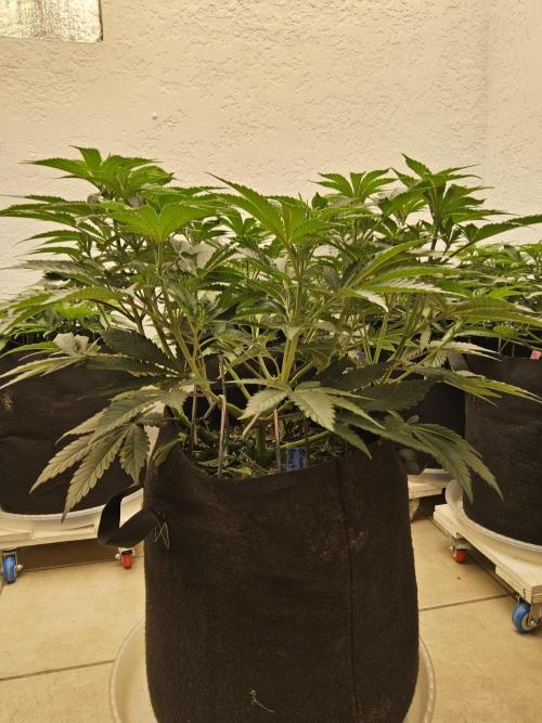 A Mafia Beast. Week 6