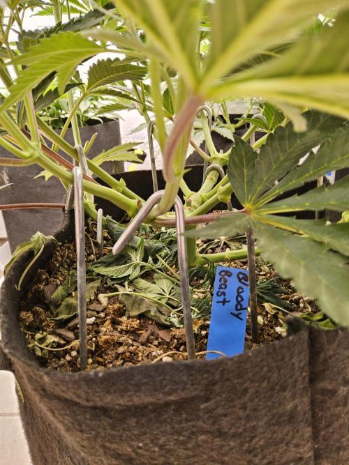 A Mafia Beast. Week 6