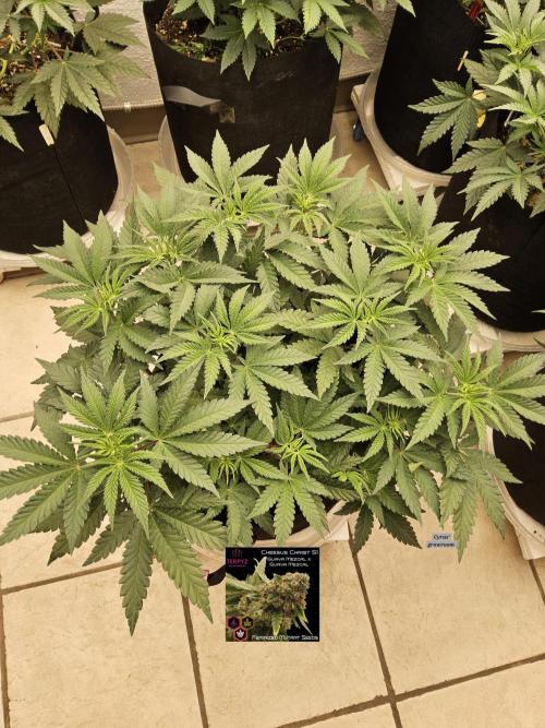 Freaky Cheese. Week 6