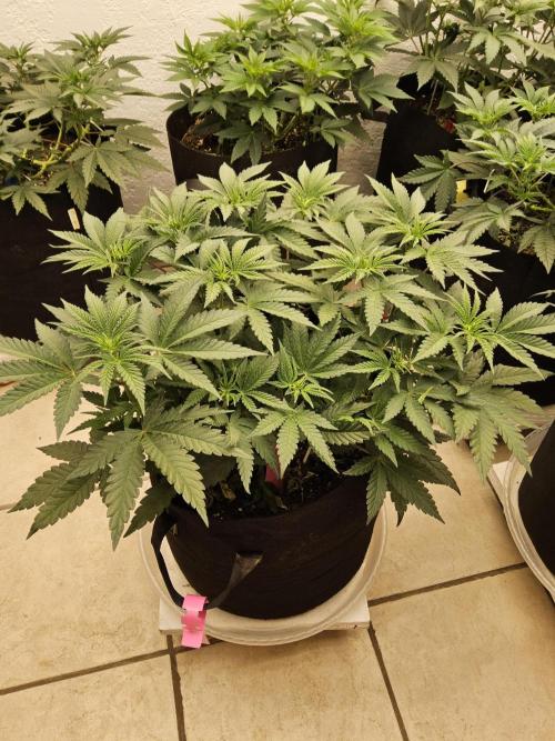 Freaky Cheese. Week 6