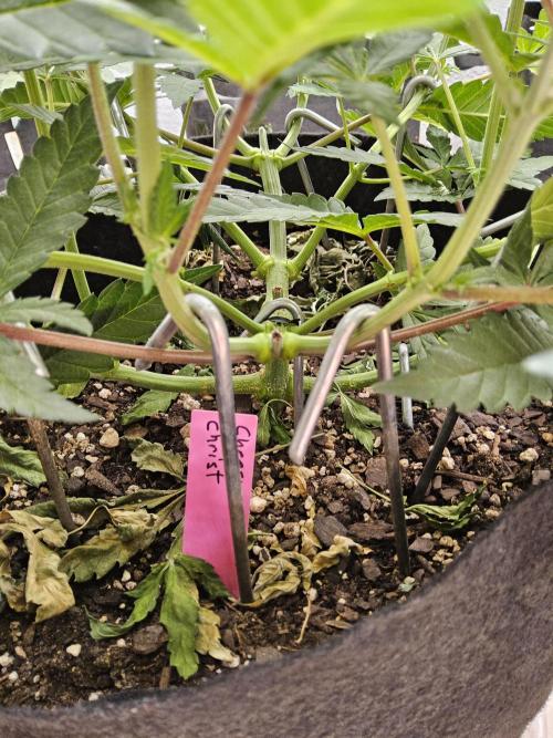 Freaky Cheese. Week 6