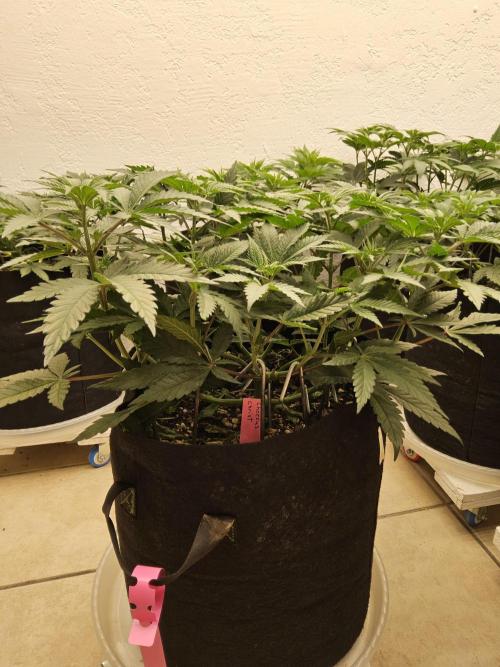 Freaky Cheese. Week 6