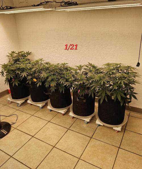 Freaky Cheese. Week 6