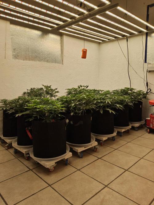 Freaky Cheese. Week 6