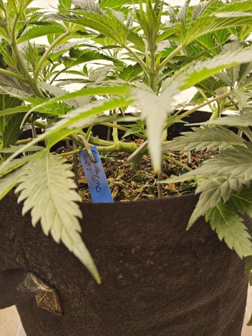 Sweet Guava Root. Week 6