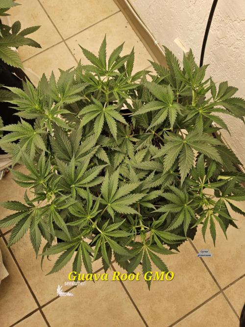 Sweet Guava Root. Week 6