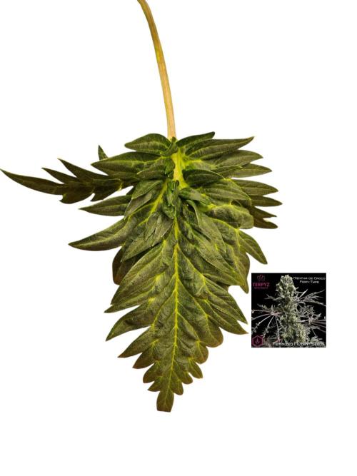 Freaky Croco. Week 6