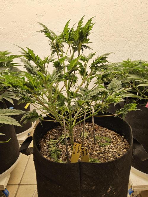 Freaky Croco. Week 6