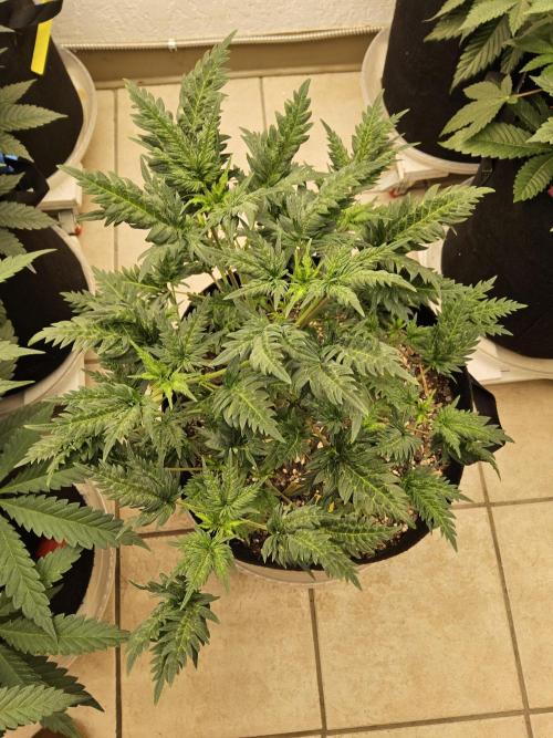 Freaky Croco. Week 6