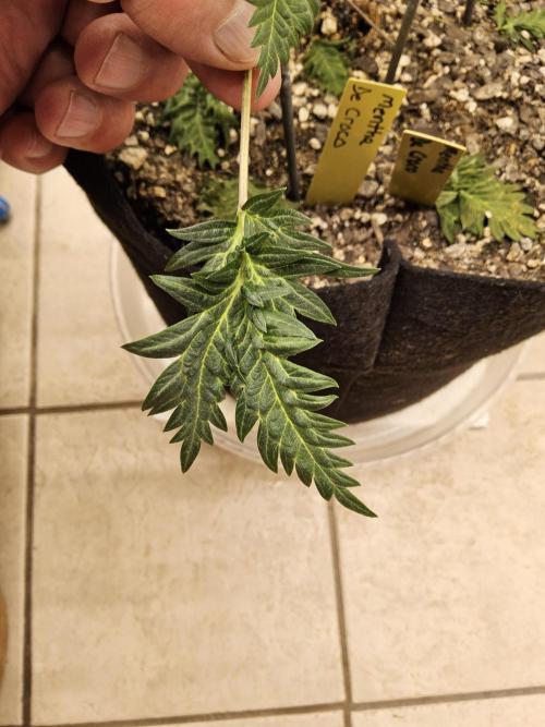 Freaky Croco. Week 6