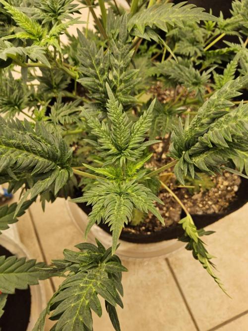 Freaky Croco. Week 6