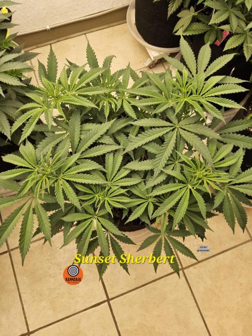 A Kannabian Sunset. Week 6