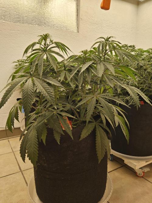 A Kannabian Sunset. Week 7