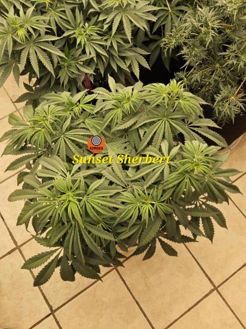 A Kannabian Sunset. Week 7