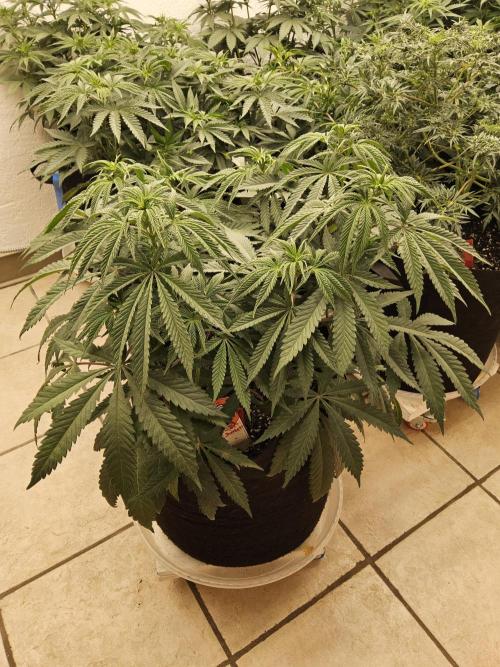 A Kannabian Sunset. Week 7