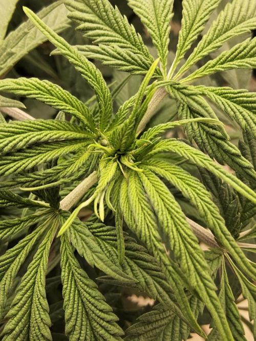 A Kannabian Sunset. Week 7