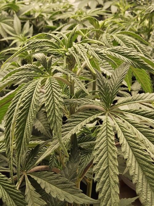 A Kannabian Sunset. Week 7