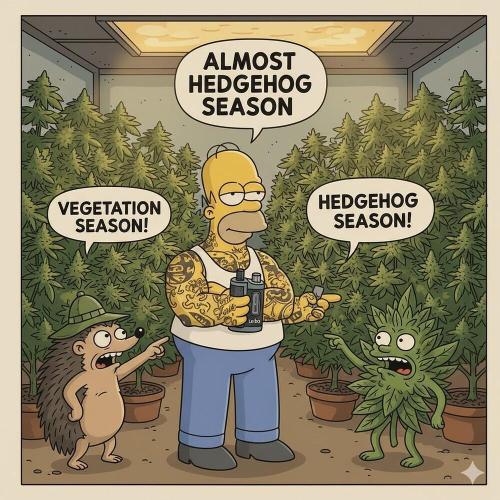 A Kannabian Sunset. Week 7