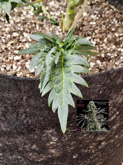 Freaky Croco. Week 7