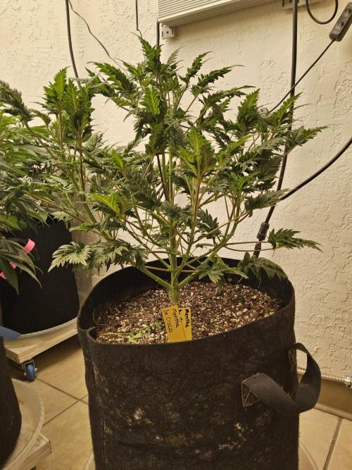 Freaky Croco. Week 7