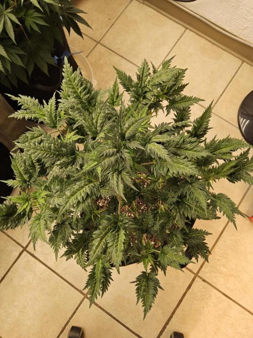 Freaky Croco. Week 7