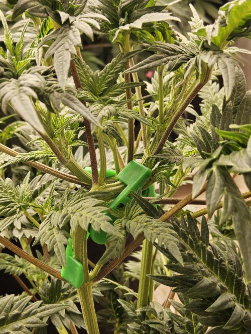 Freaky Croco. Week 7