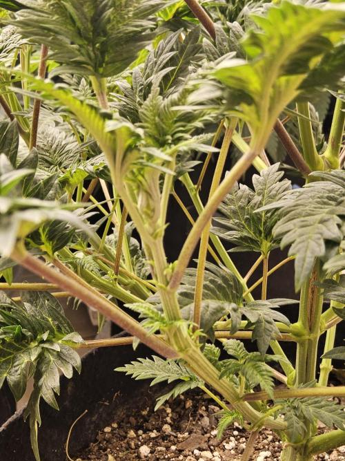 Freaky Croco. Week 7