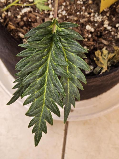 Freaky Croco. Week 7