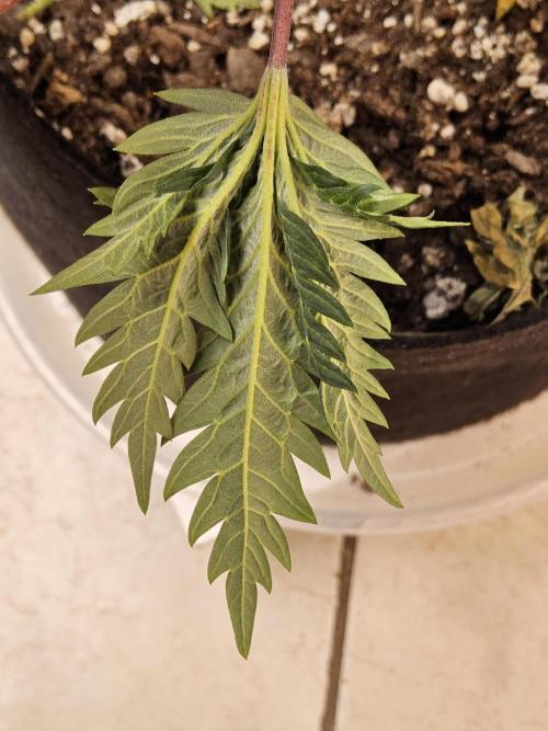 Freaky Croco. Week 7