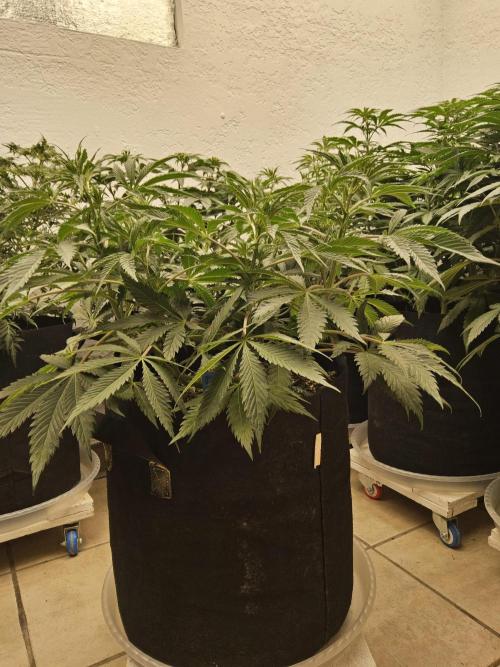 Sweet Guava Root. Week 7