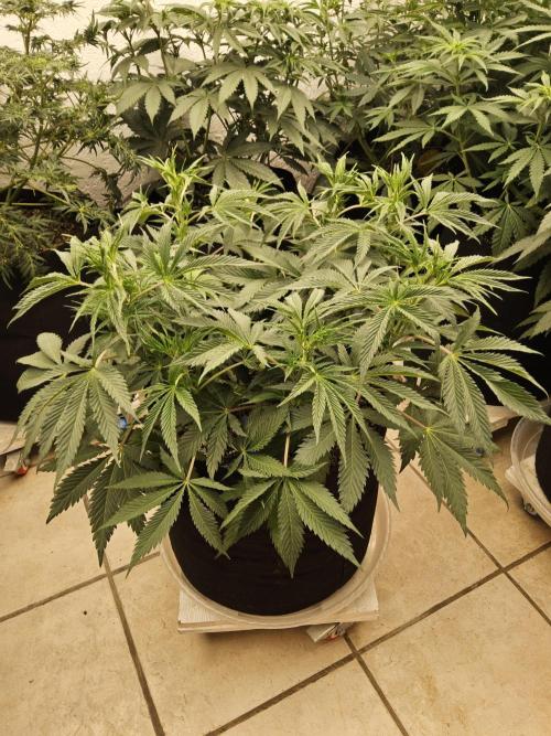 Sweet Guava Root. Week 7