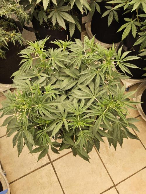 Sweet Guava Root. Week 7