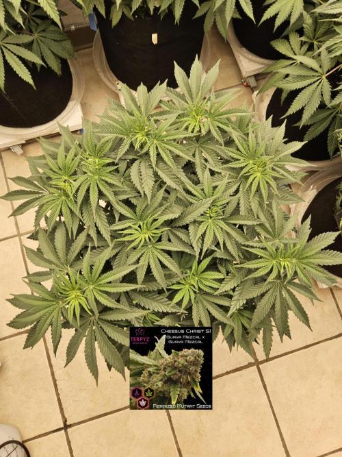 Freaky Cheese. Week 7