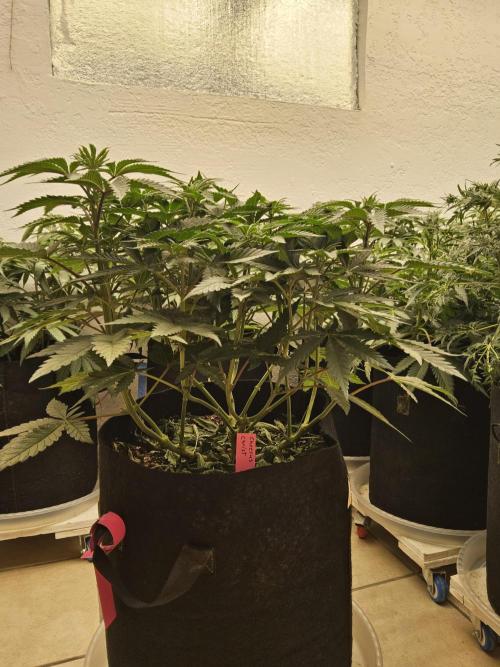 Freaky Cheese. Week 7