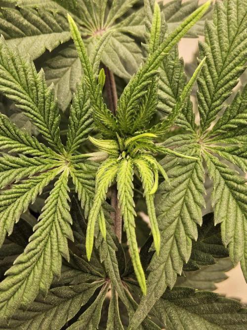 Freaky Cheese. Week 7